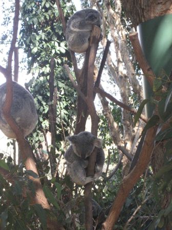 Wildlife_Koala_02.jpg